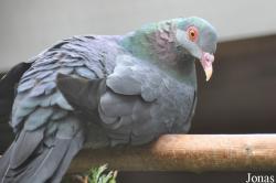 Columba vitiensis metallica