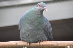 Vogelpark Turnersee