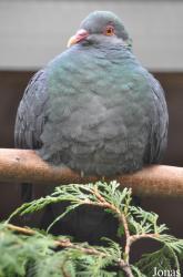 Vogelpark Turnersee