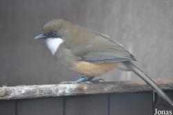 Vogelpark Turnersee