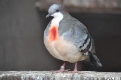 Vogelpark Turnersee