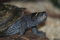 Mauremys caspica