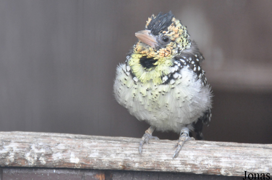 Vogelpark Turnersee