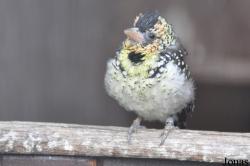 Vogelpark Turnersee