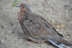 Vogelpark Turnersee