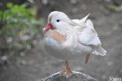 Vogelpark Turnersee