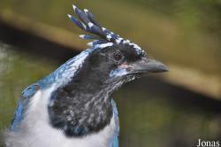 Vogelpark Turnersee