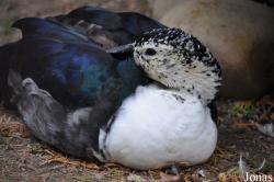 Vogelpark Turnersee