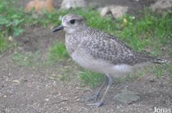 Vogelpark Turnersee