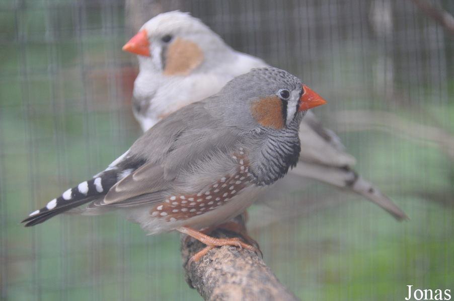 Vogelpark Turnersee