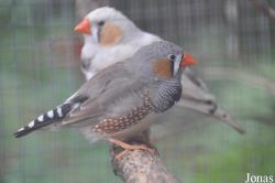Vogelpark Turnersee
