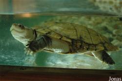 Pelomedusa subrufa