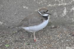 Charadrius dubius