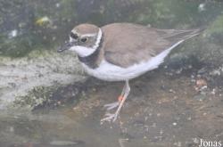 Vogelpark Turnersee