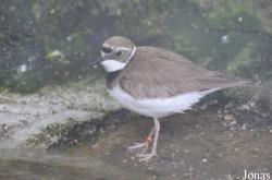 Vogelpark Turnersee