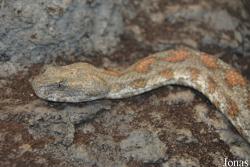 Macrovipera lebetina turanica