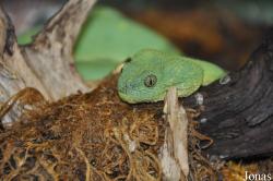 Reptilienzoo Happ
