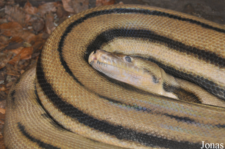 Reptilienzoo Happ