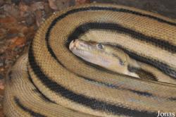 Reptilienzoo Happ