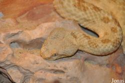 Reptilienzoo Happ