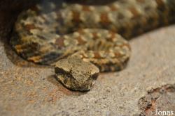 Pseudocerastes persicus