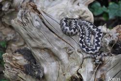 Vipera ammodytes ammodytes