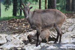 Tierpark Rosegg