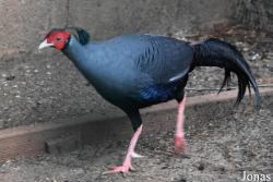 Lophura diardi
