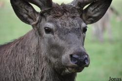 Tierpark Rosegg