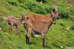 Capra ibex x Capra aegagrus hircus