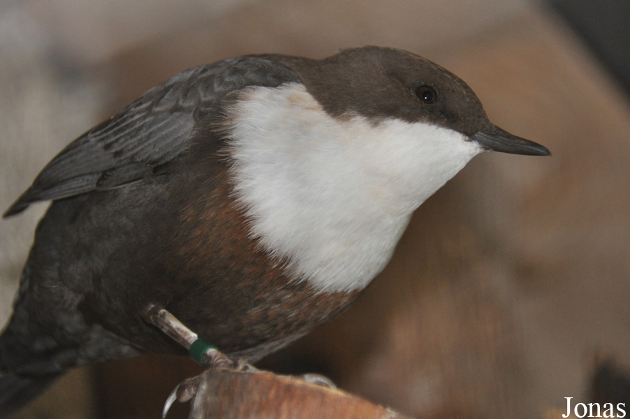 Alpenzoo Innsbruck