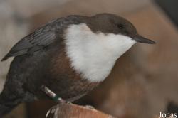 Cinclidae