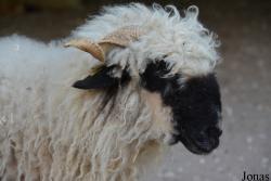 Mouton Nez Noir du Valais