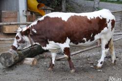 Vache Pustertaler Sprinzen