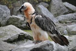 Alpenzoo Innsbruck