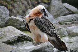 Alpenzoo Innsbruck
