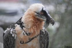 Alpenzoo Innsbruck