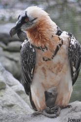 Alpenzoo Innsbruck