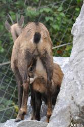 Alpenzoo Innsbruck