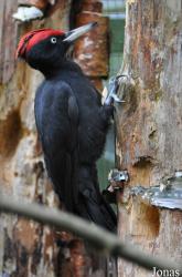 Alpenzoo Innsbruck