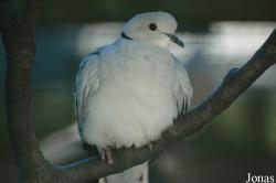 Wildpark Altenfelden