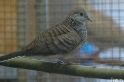 Geopelia maugeus
