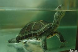 Mauremys pritchardi