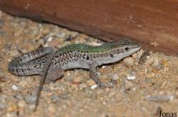 Podarcis siculus