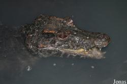 Jirí Trávnícek Breeding Centre (P)