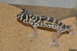 Jirí Trávnícek Breeding Centre (P)