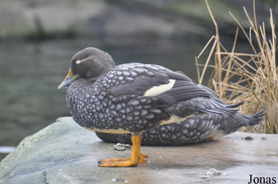 Zoo am Meer Bremerhaven