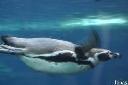 Zoo am Meer Bremerhaven