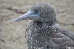 Zoo am Meer Bremerhaven