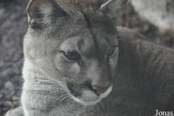 Puma concolor puma